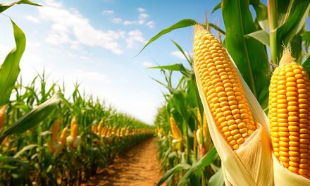 Safra de dados: prescrição de sementes baseada em tecnologia incrementa produção de milho