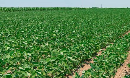Biond Agro reduz novamente expectativa para safra de soja e milho