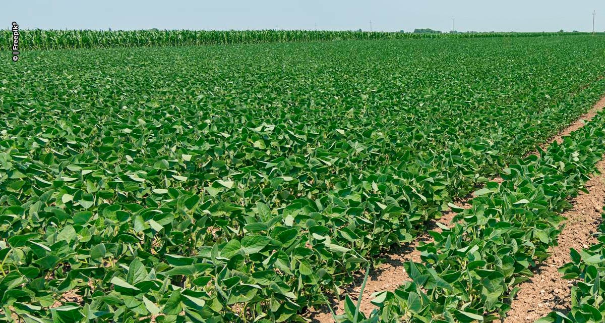 Biond Agro reduz novamente expectativa para safra de soja e milho
