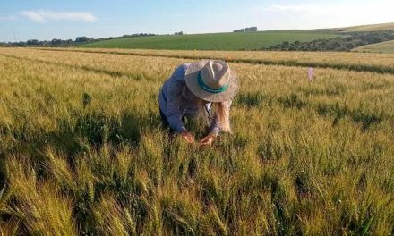 Soluções biológicas são foco da Biotrop na Dinetec 2024, em Canarana (MT)