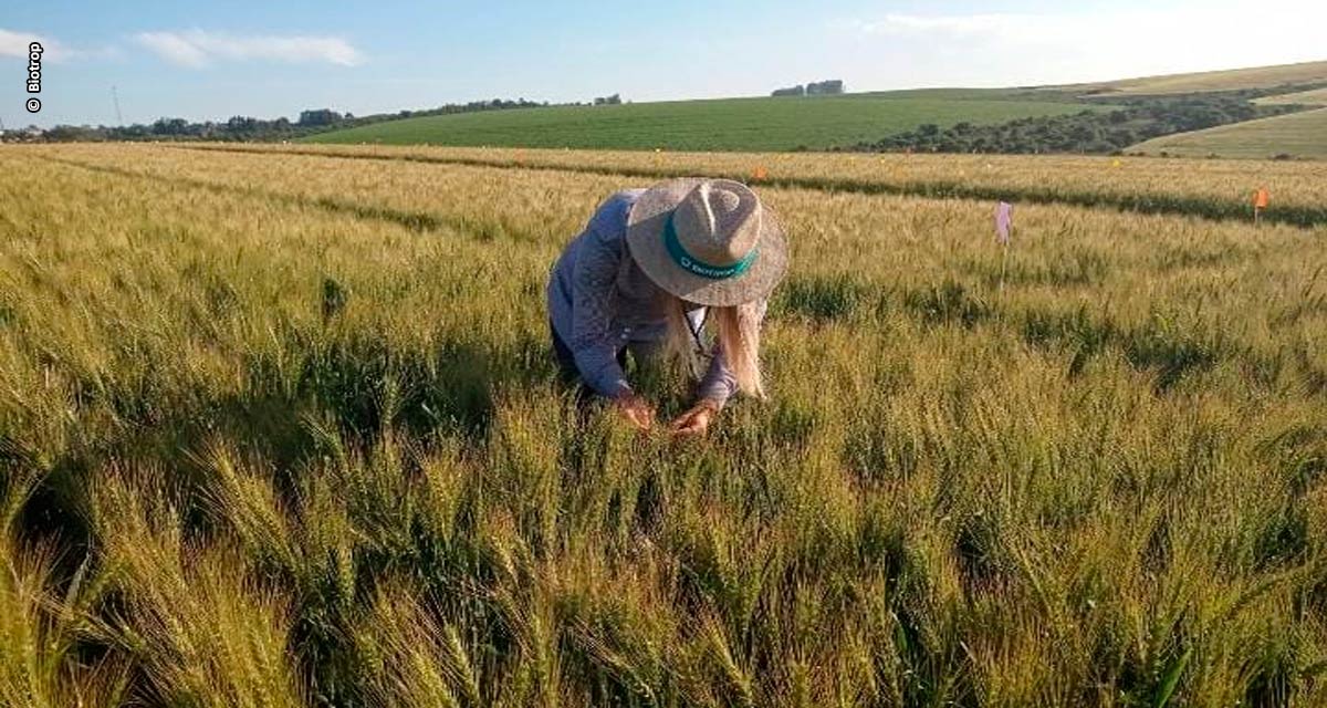 Soluções biológicas são foco da Biotrop na Dinetec 2024, em Canarana (MT)