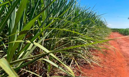 Produção recorde de cana no Centro-Sul sinaliza recuperação do setor bioenergético