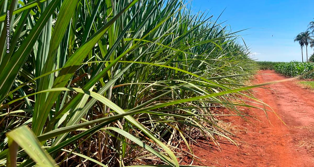 Produção recorde de cana no Centro-Sul sinaliza recuperação do setor bioenergético