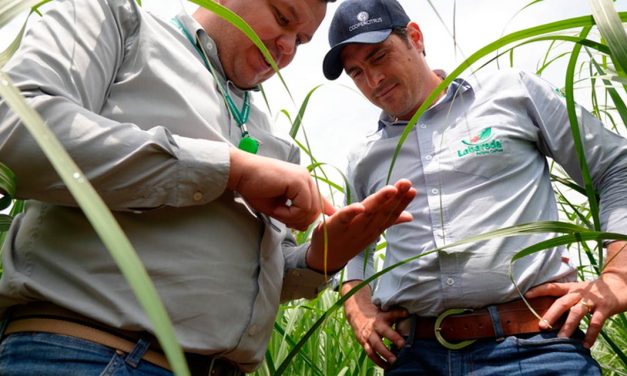 Produtor de cana-de-açúcar eleva produtividade em 17% com tecnologia