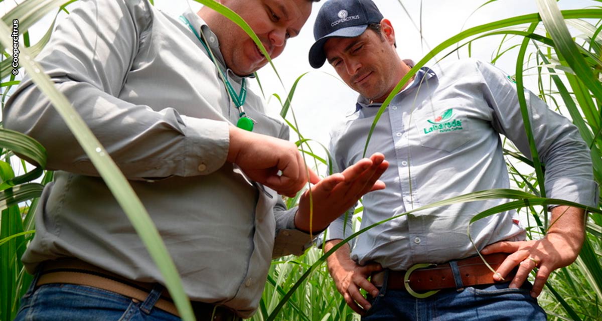 Produtor de cana-de-açúcar eleva produtividade em 17% com tecnologia