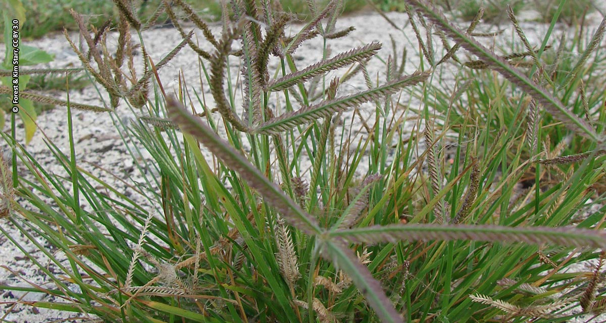 Produtor de soja ganha nova ferramenta para o controle do capim pé-de-galinha em pré-emergência