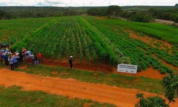 Estratégias agroecológicas garantem produção de alimentos saudáveis e resistência às adversidades climáticas