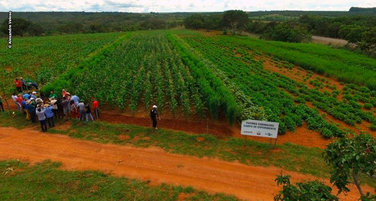 Estratégias agroecológicas garantem produção de alimentos saudáveis e resistência às adversidades climáticas