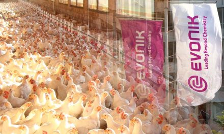 A Evonik está desenvolvendo um novo consórcio para reduzir o uso de antibióticos na criação de aves