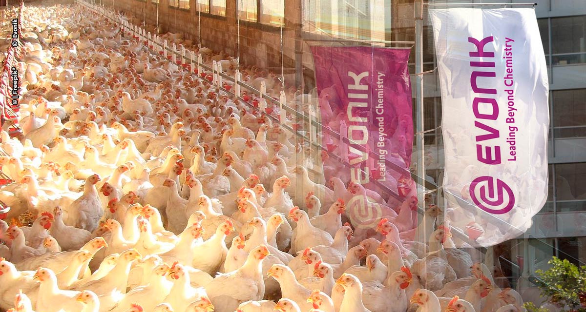 A Evonik está desenvolvendo um novo consórcio para reduzir o uso de antibióticos na criação de aves