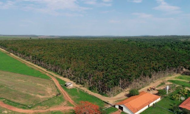 Setor brasileiro de árvores cultivadas alcança receita bruta de R$ 260 bilhões e atrai investidores