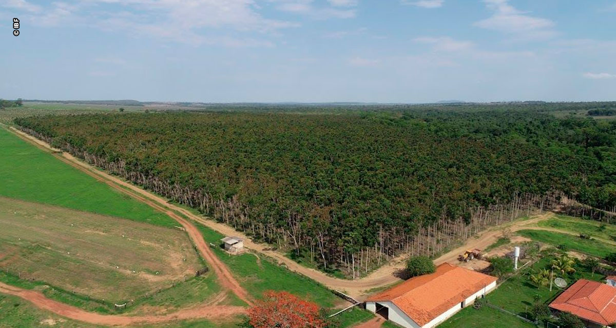 Setor brasileiro de árvores cultivadas alcança receita bruta de R$ 260 bilhões e atrai investidores