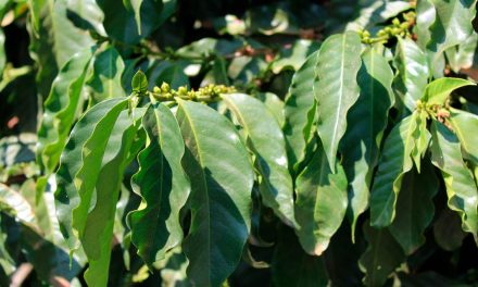 Soluções da Mosaic Fertilizantes tornam cafezais mais vigorosos e produtivos