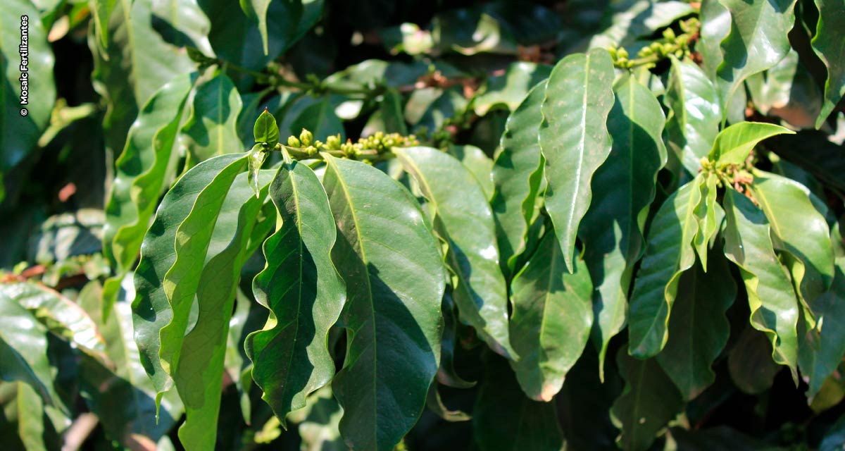 Soluções da Mosaic Fertilizantes tornam cafezais mais vigorosos e produtivos