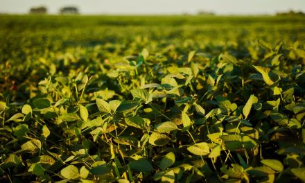 Mosaic Fertilizantes destaca soluções de alta performance para sojicultura no BelaSafra 2024