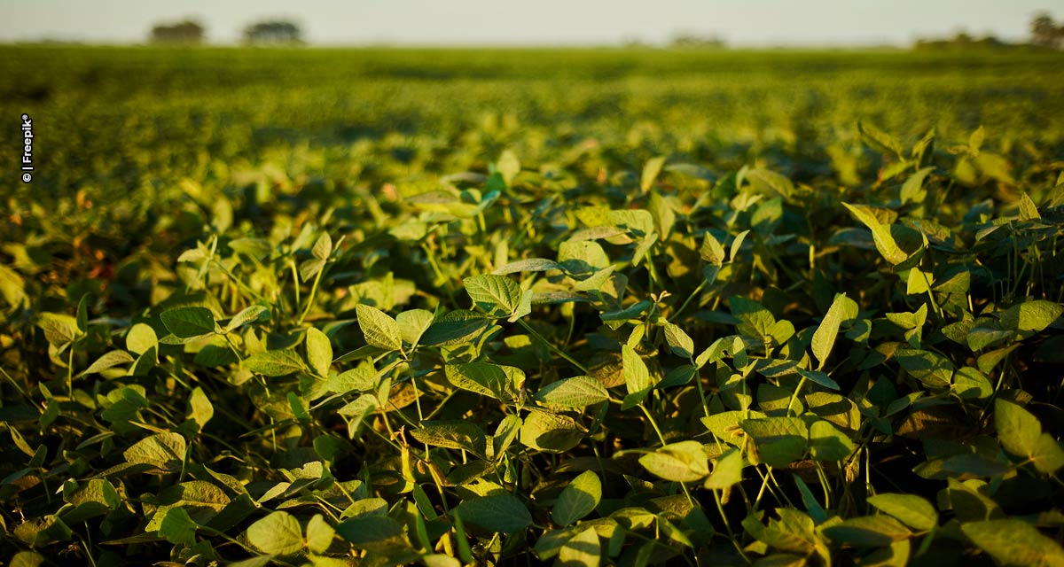 Mosaic Fertilizantes destaca soluções de alta performance para sojicultura no BelaSafra 2024