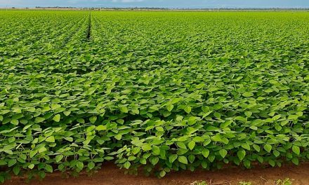 Bioinsumos e nutrição de plantas são aliados do produtor para lidar com forte calor e falta de chuva no MT