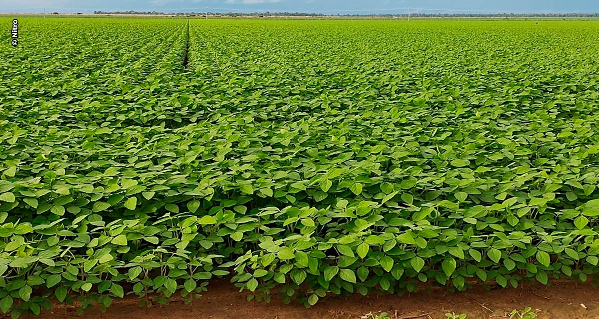 Bioinsumos e nutrição de plantas são aliados do produtor para lidar com forte calor e falta de chuva no MT