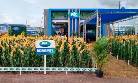 Sementes NK comemora 4 anos no Brasil e marca presença    na Dinetec 2024 com lançamentos de híbridos de milho 