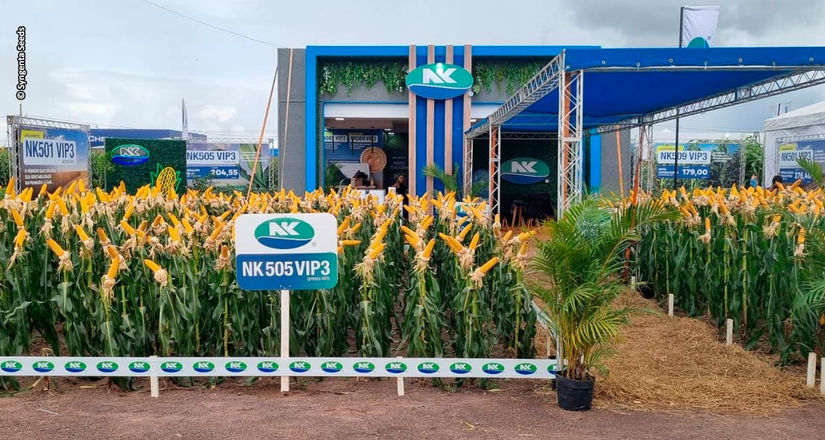 Sementes NK comemora 4 anos no Brasil e marca presença    na Dinetec 2024 com lançamentos de híbridos de milho 