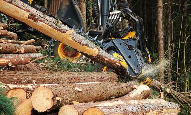 Desenvolvimento sustentável no setor de base florestal exige eficiência nos insumos
