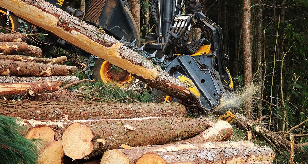 Desenvolvimento sustentável no setor de base florestal exige eficiência nos insumos