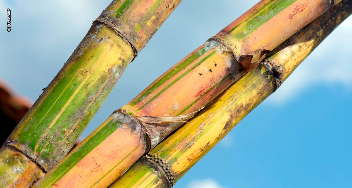 ORPLANA estima que safra da cana-de-açúcar feche em 650 milhões de toneladas