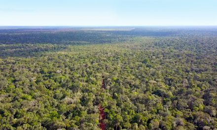 Projeto “SEMEANDO FLORESTAS EM TERRAS INDÍGENAS” é apresentado à ministra do meio ambiente