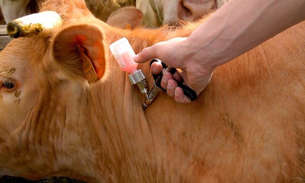 SP bate recorde em vacinação de rebanhos contra febre aftosa e brucelose