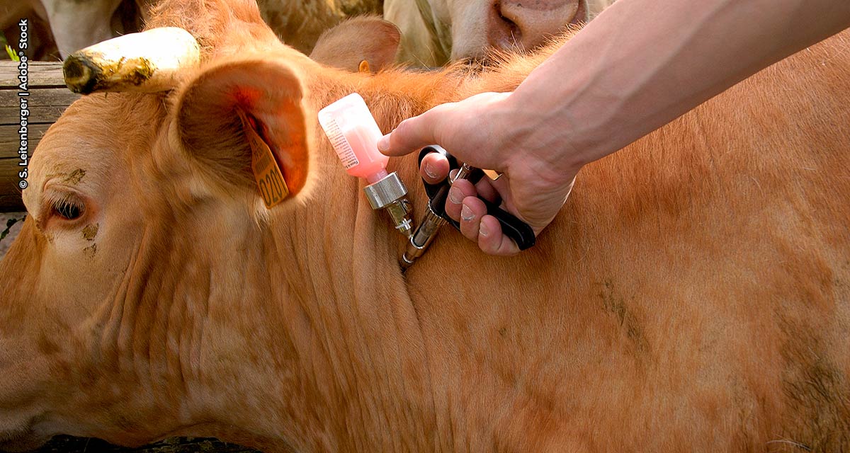 SP bate recorde em vacinação de rebanhos contra febre aftosa e brucelose