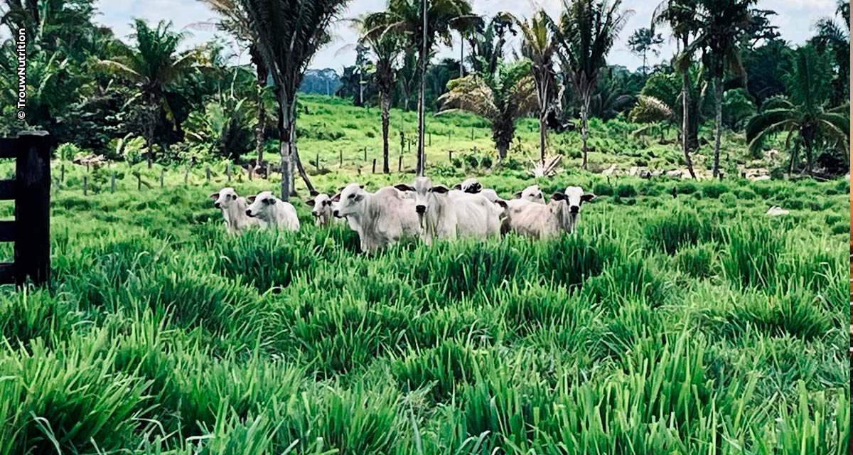 Chegada das chuvas na região Norte acende alerta para pecuaristas