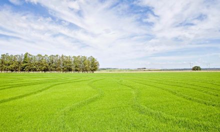 ADAMA destaca benefícios da rotação arroz-soja no manejo de  plantas daninhas resistentes