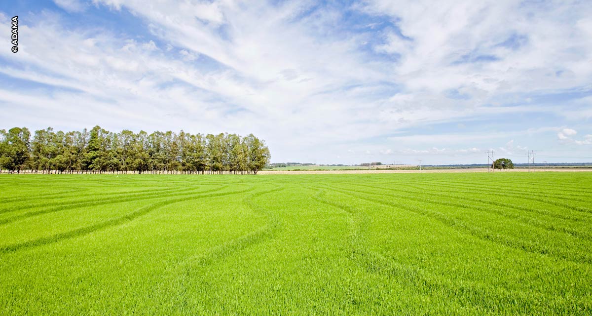 ADAMA destaca benefícios da rotação arroz-soja no manejo de  plantas daninhas resistentes