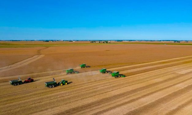 Clima beneficia safra argentina e norte-americana de soja e mantém expectativa de preços pressionados para baixo