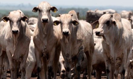 Bovinocultura de Mato Grosso cresce com eficiência, rentabilidade e sustentabilidade