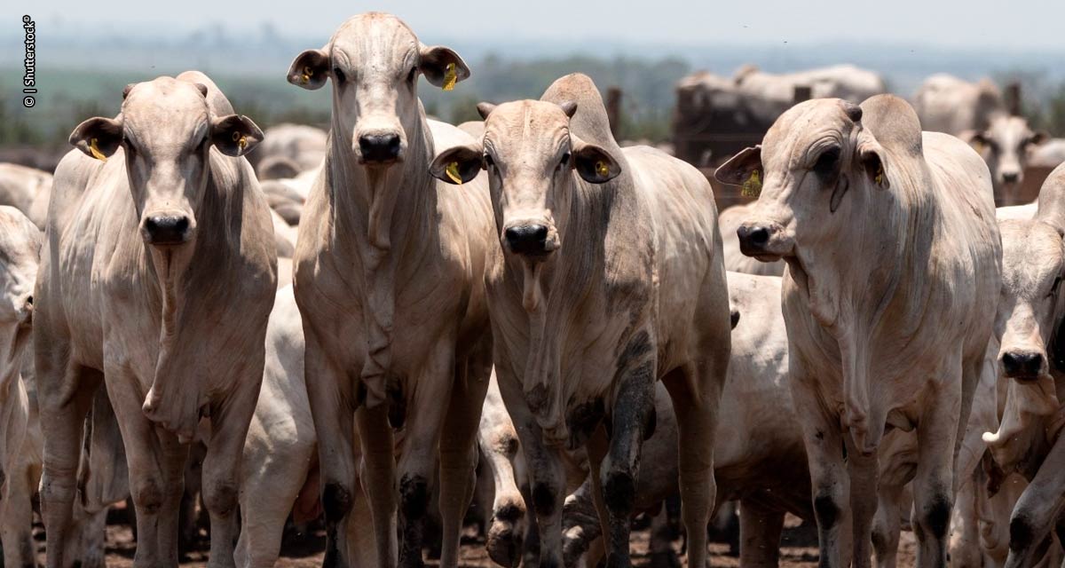 Bovinocultura de Mato Grosso cresce com eficiência, rentabilidade e sustentabilidade