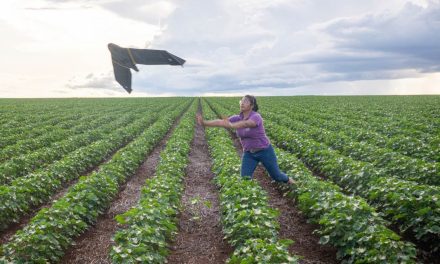 Desafio do El Niño impulsiona mapeamento digital no algodão e no milho