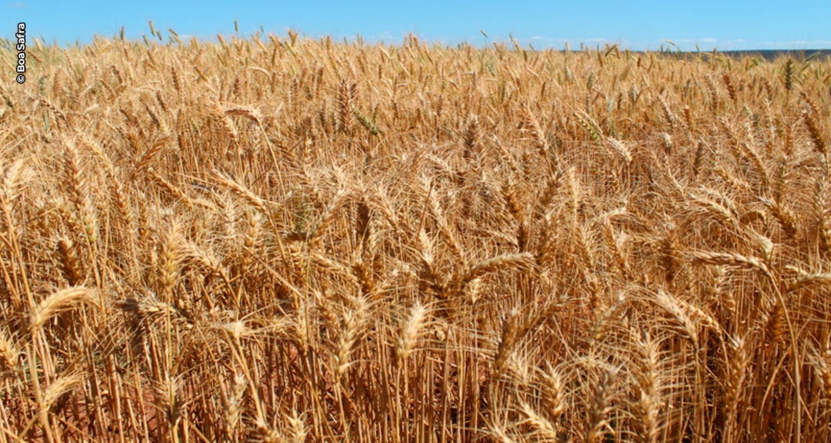 Boa Safra passa a oferecer trigo em seu portfólio de sementes