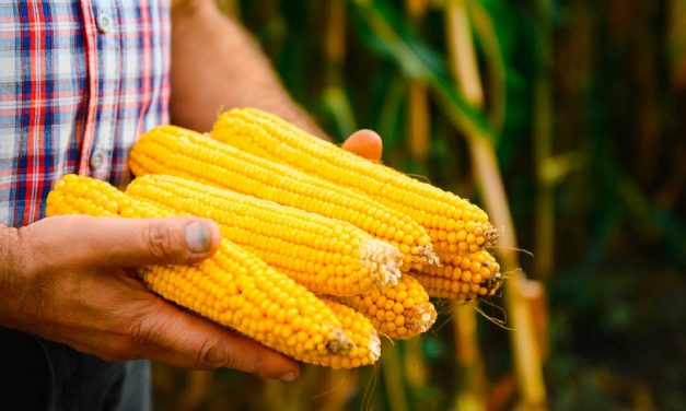 Insumos biológicos podem contribuir para lavouras mais produtivas e seguras na safrinha de milho
