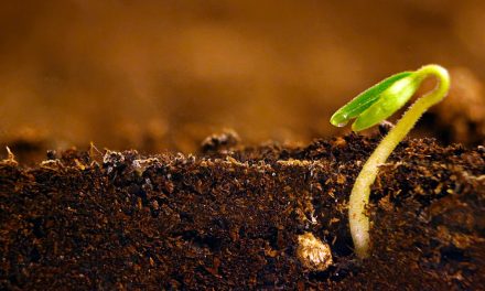 Tratamento nutricional de sementes é essencial para assegurar produtividade das lavouras em meio ao El Niño