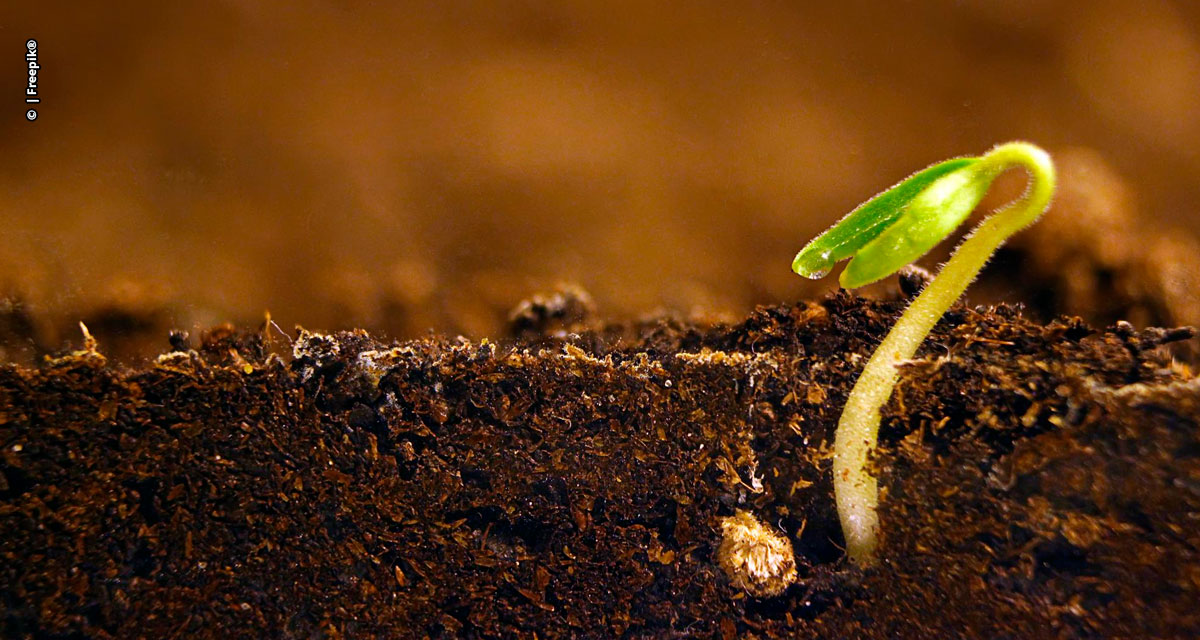 Tratamento nutricional de sementes é essencial para assegurar produtividade das lavouras em meio ao El Niño