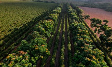 Relatório da Expocacer aponta meta com aumento de 92% de café regenerativo até 2027