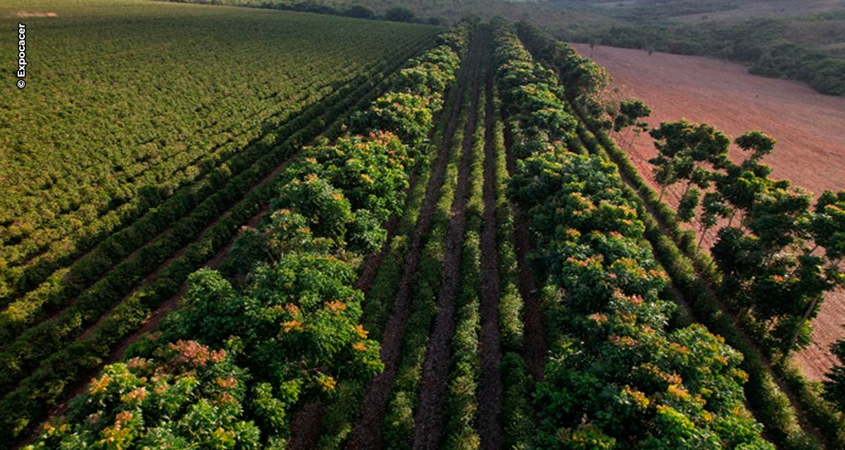 Relatório da Expocacer aponta meta com aumento de 92% de café regenerativo até 2027