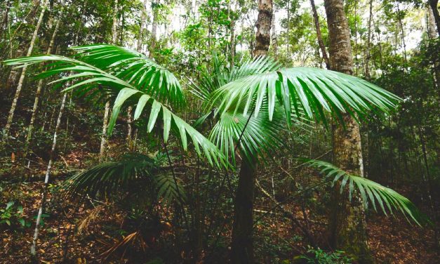 E-XYON refloresta área em Rio Bonito para fortalecer compromisso com sustentabilidade e responsabilidade socioambiental