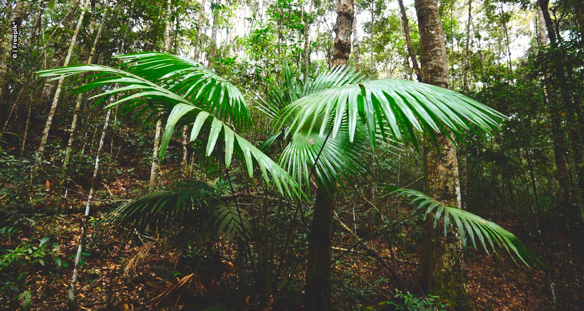 E-XYON refloresta área em Rio Bonito para fortalecer compromisso com sustentabilidade e responsabilidade socioambiental