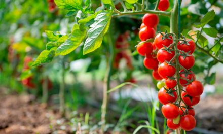 Calor: o vilão das plantações de hortifruti