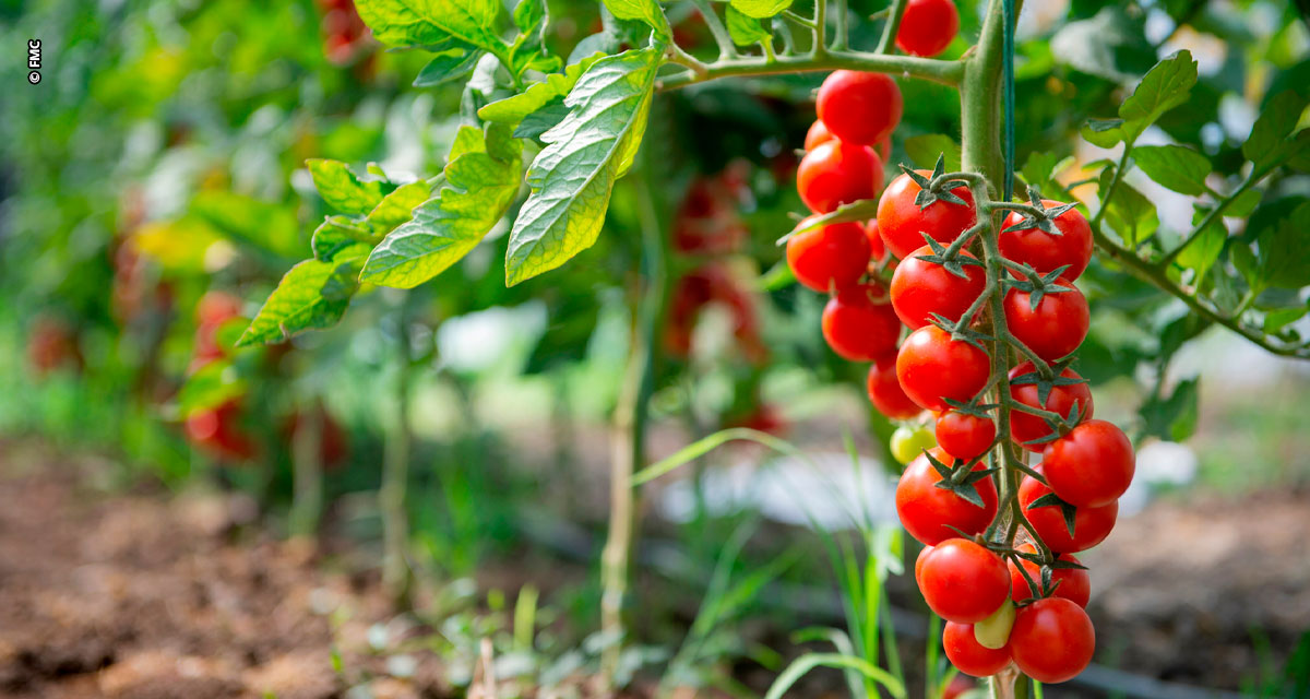 Calor: o vilão das plantações de hortifruti