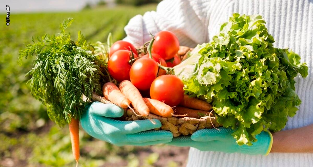 ‘Guia para Avaliação de Práticas para o Comércio Justo de Alimentos Agroecológicos’ traz conteúdo para orientar organizações sobre suas atividades