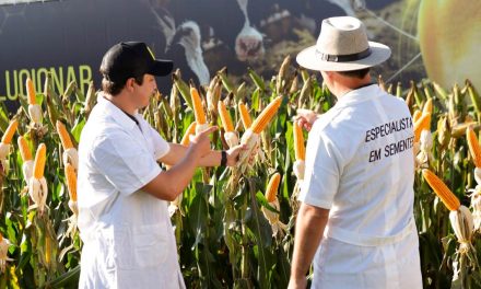 Nidera Sementes apresenta lançamentos de   milho e soja durante o Show Rural Coopavel 2024 