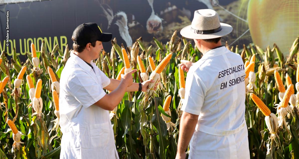 Nidera Sementes apresenta lançamentos de   milho e soja durante o Show Rural Coopavel 2024 